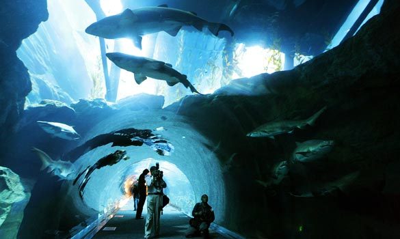 аквариум в Дубай Молле